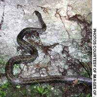 The Japanese Ratsnake is a common large snake in woodlands and on field edges, where it is a prominent rodent hunter. | ERIC PRIDEAUX PHOTOS