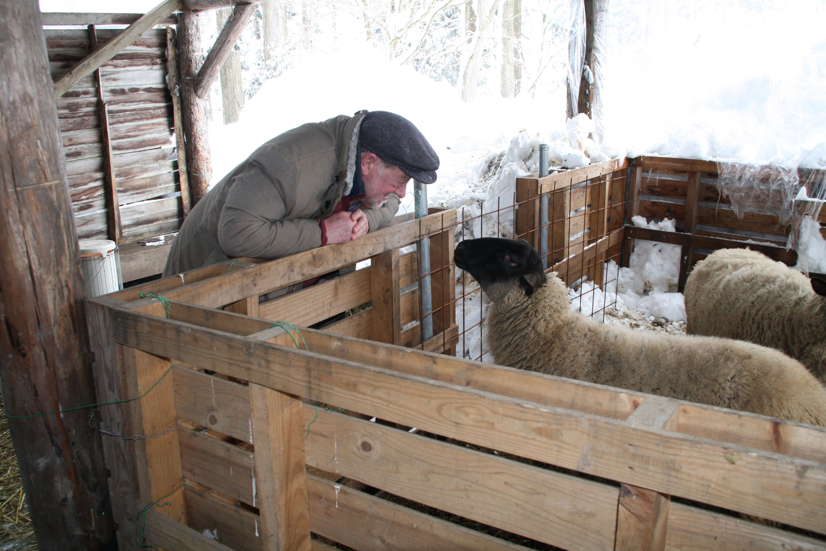 Spinning a yarn: C.W. Nicol shares a secret with a black-faced Suffolk sheep. | KENTARO KIKUCHI