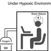 Flowchart for the hypoxic experiment